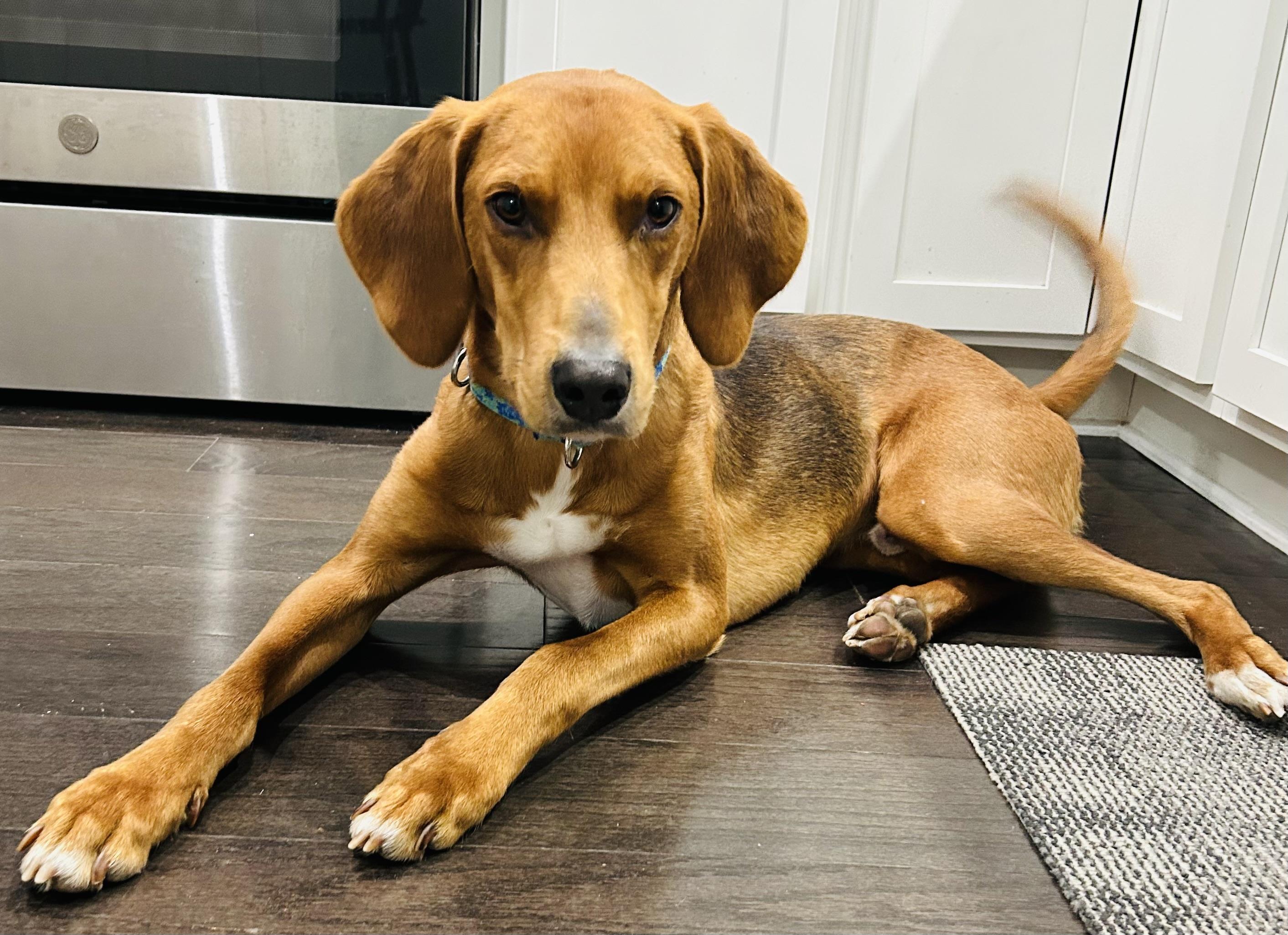 Enlarge Bacon!, a Adoptable mixed breed in Wilmington, NC image 4/6