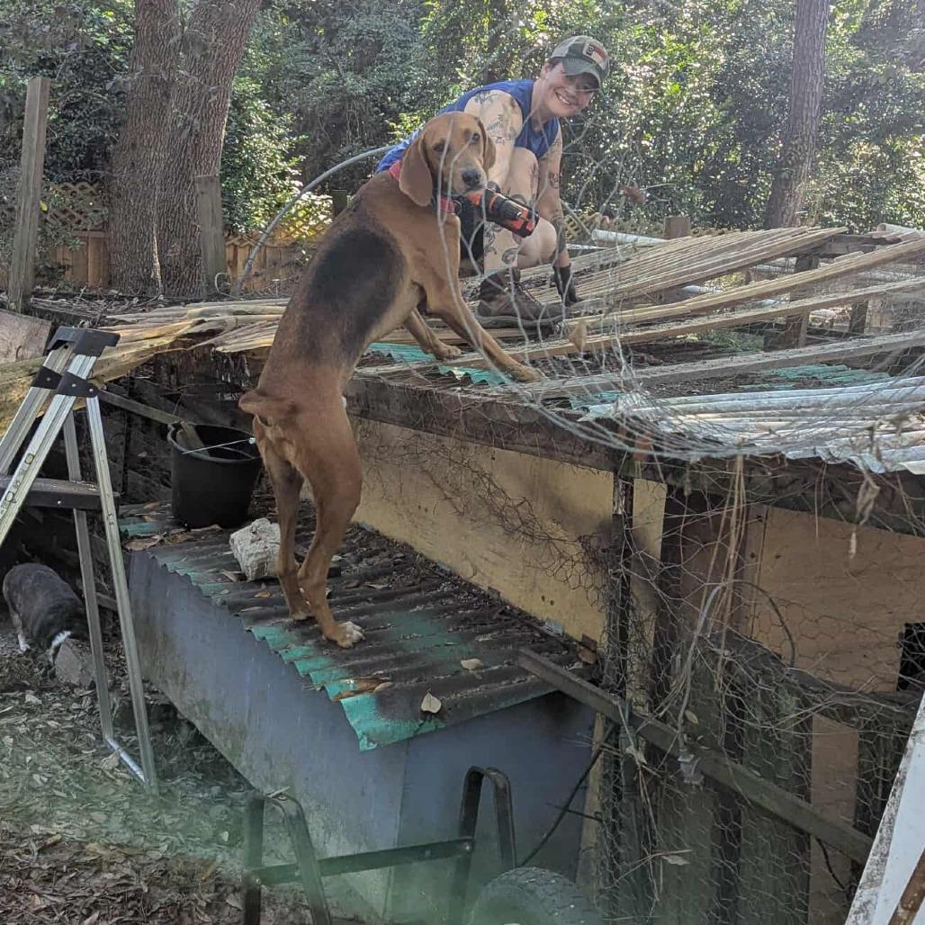 Enlarge Bacon!, a Adoptable mixed breed in Wilmington, NC image 2/6