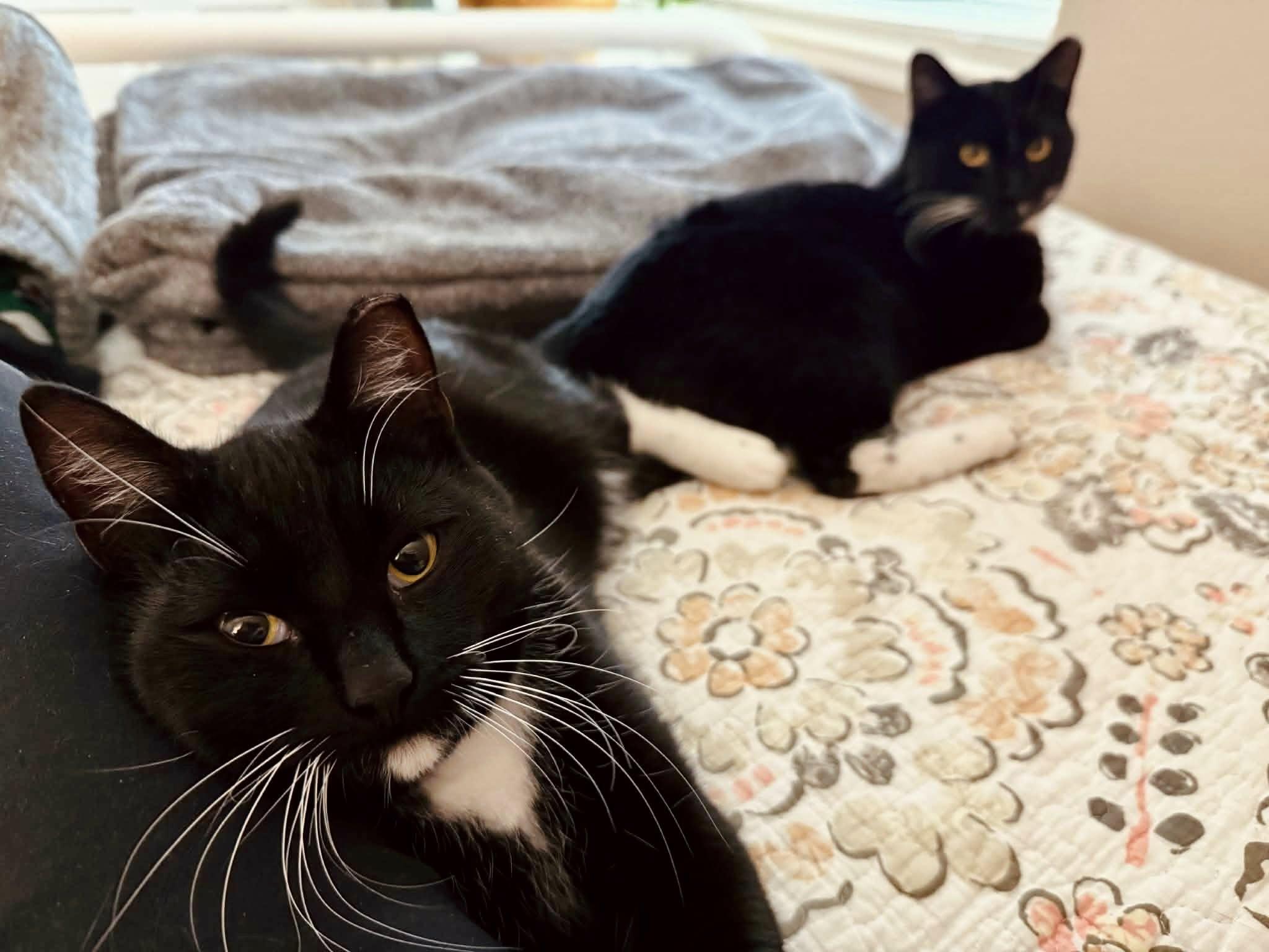 Domino, ADOPTABLE, Young Male Tuxedo.