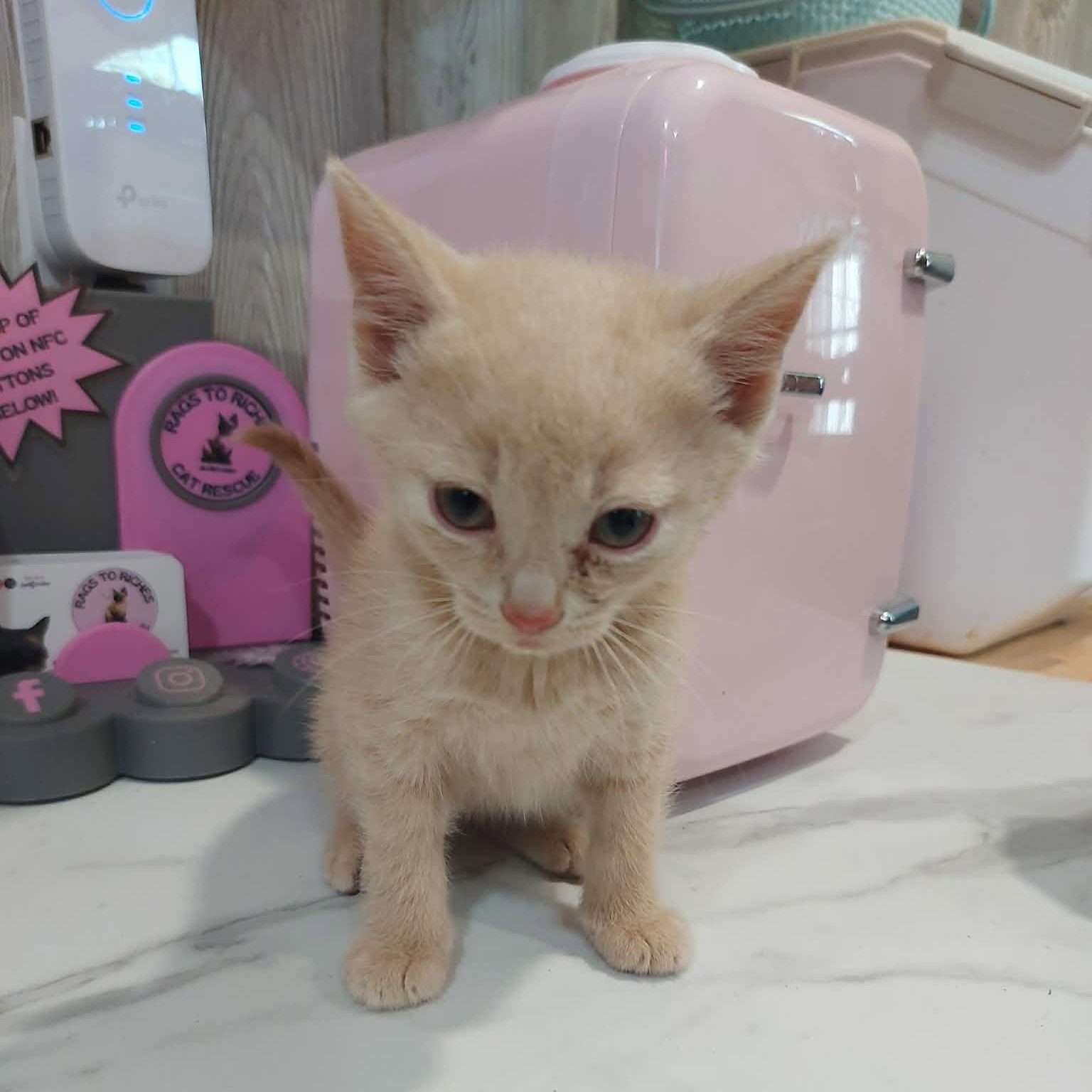 PUMPKIN, a Adoptable Domestic Short Hair in Tillsonburg, ON image 4/6