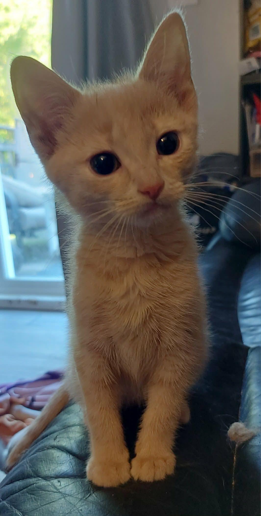 PUMPKIN, a Adoptable Domestic Short Hair in Tillsonburg, ON image 2/6