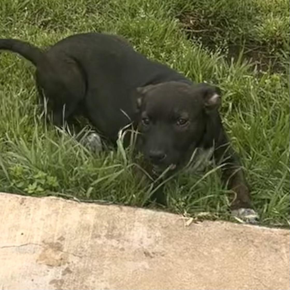 Enlarge Chanel, an adopted mixed breed in Pilot Point, TX image 2/3