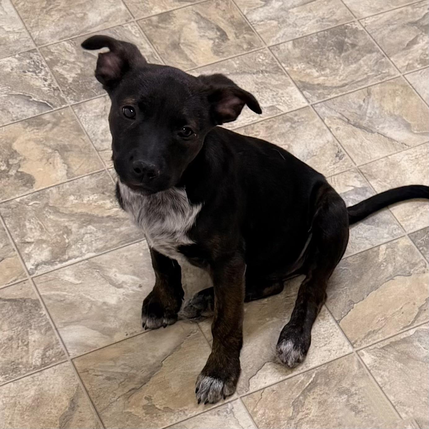 Chanel, adopted, Young Female Australian Cattle Dog / Blue Heeler & Labrador Retriever.