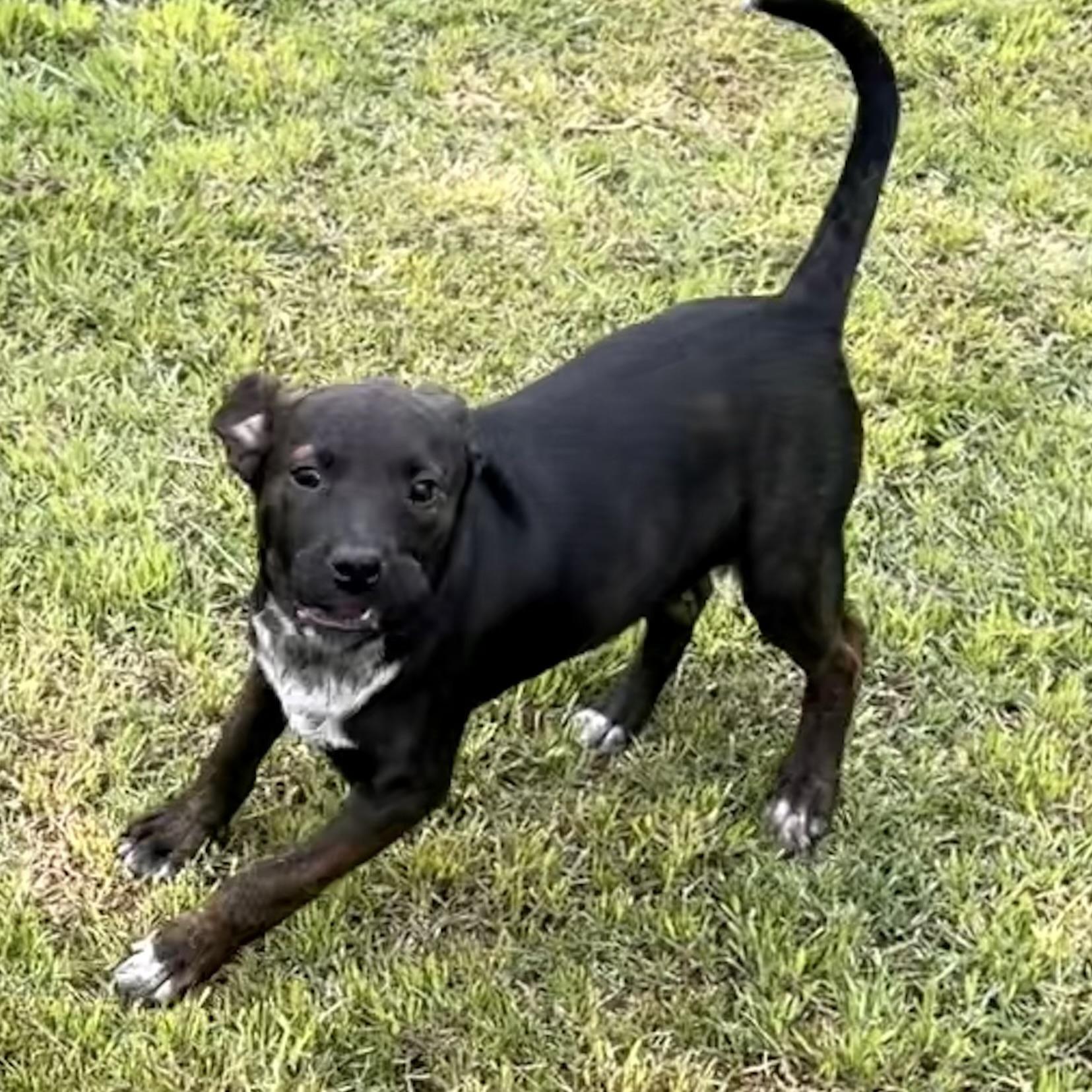 Enlarge Chanel, an adopted mixed breed in Pilot Point, TX image 3/3