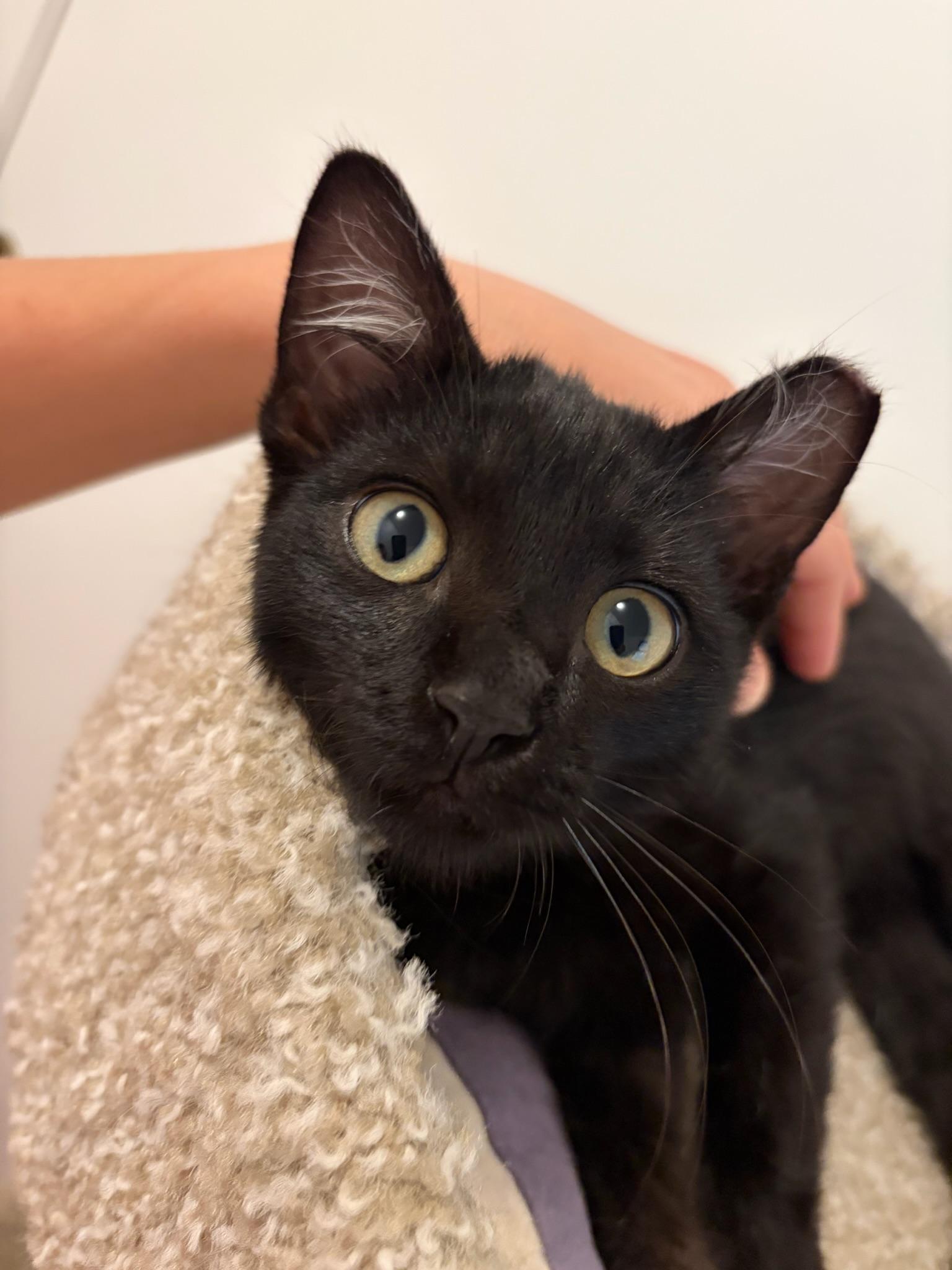 Enlarge Bronson—male kitten, a Adopted Domestic Short Hair in San Mateo, CA image 1/3