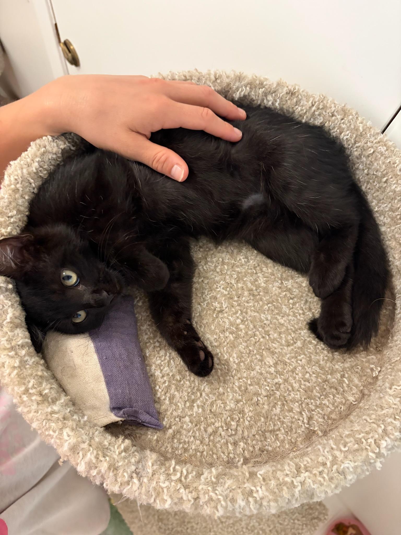 Enlarge Bronson—male kitten, a Adopted Domestic Short Hair in San Mateo, CA image 2/3
