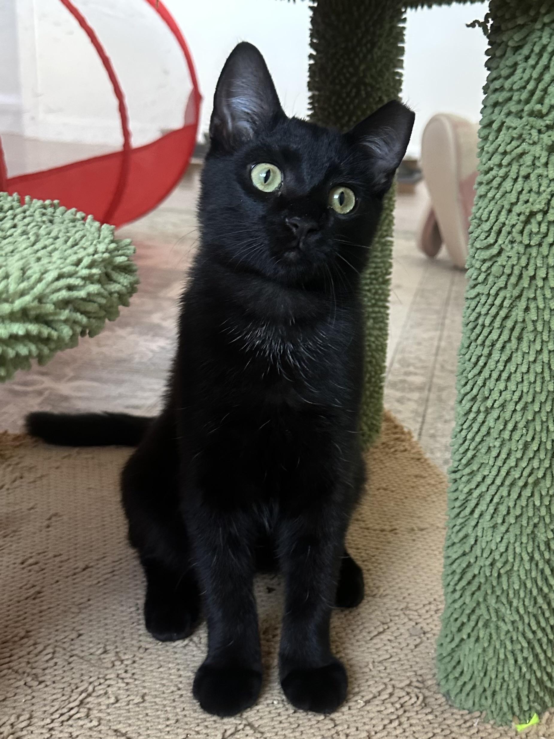 Enlarge Bronson—male kitten, a Adopted Domestic Short Hair in San Mateo, CA image 3/3