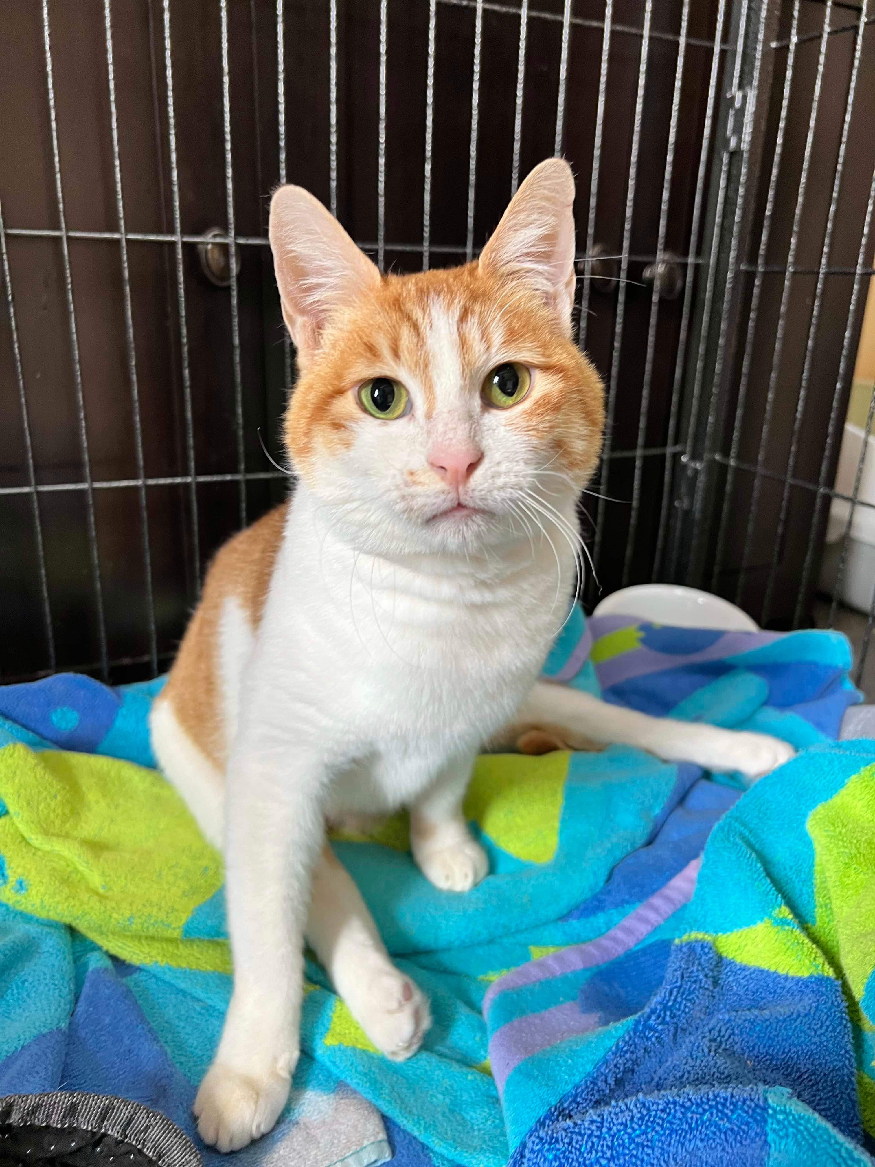 Enlarge Chloe (rear paralysis), a Adoptable Egyptian Mau in Naperville , IL image 1/6