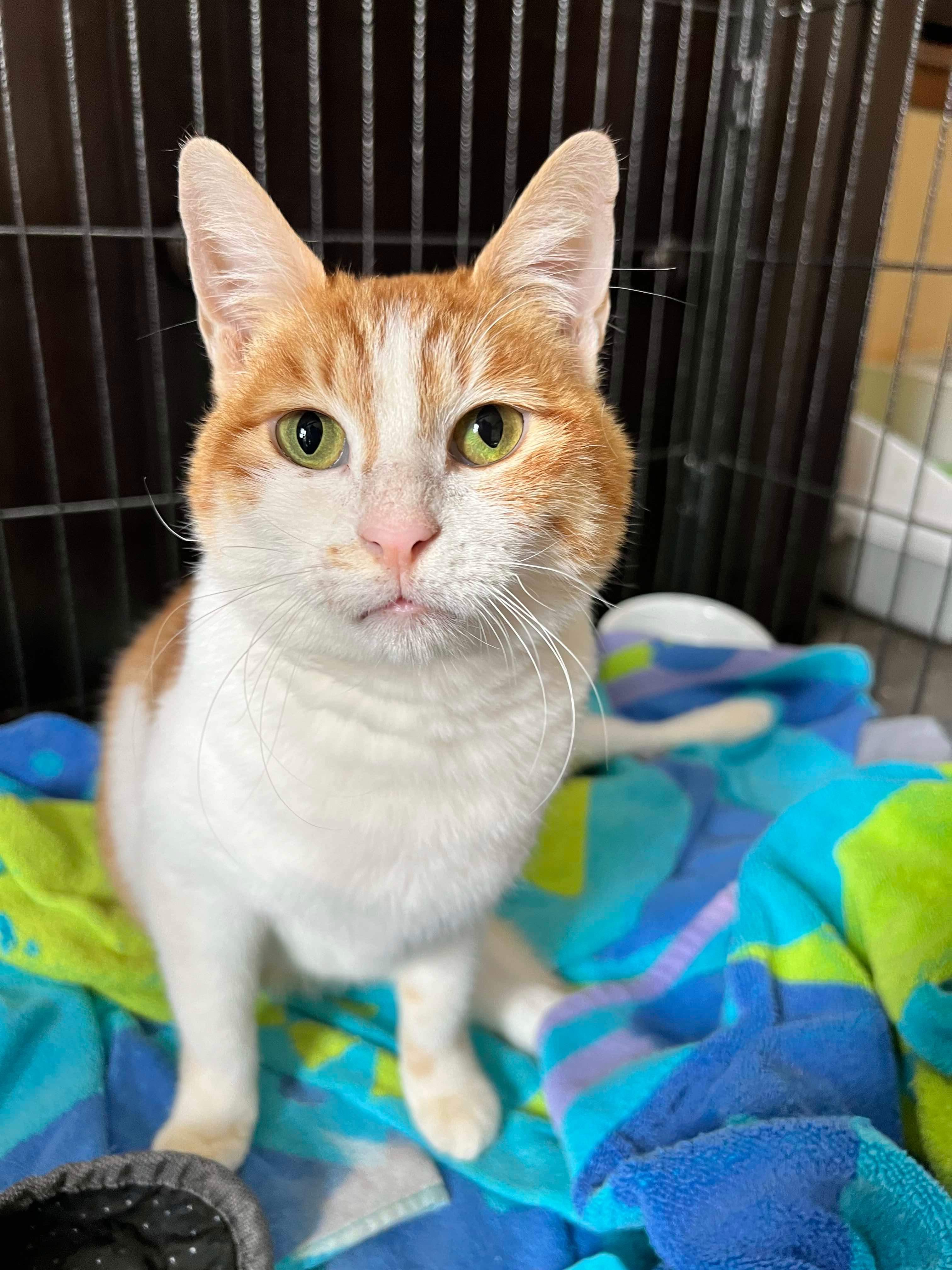 Enlarge Chloe (rear paralysis), a Adoptable Egyptian Mau in Naperville , IL image 3/6