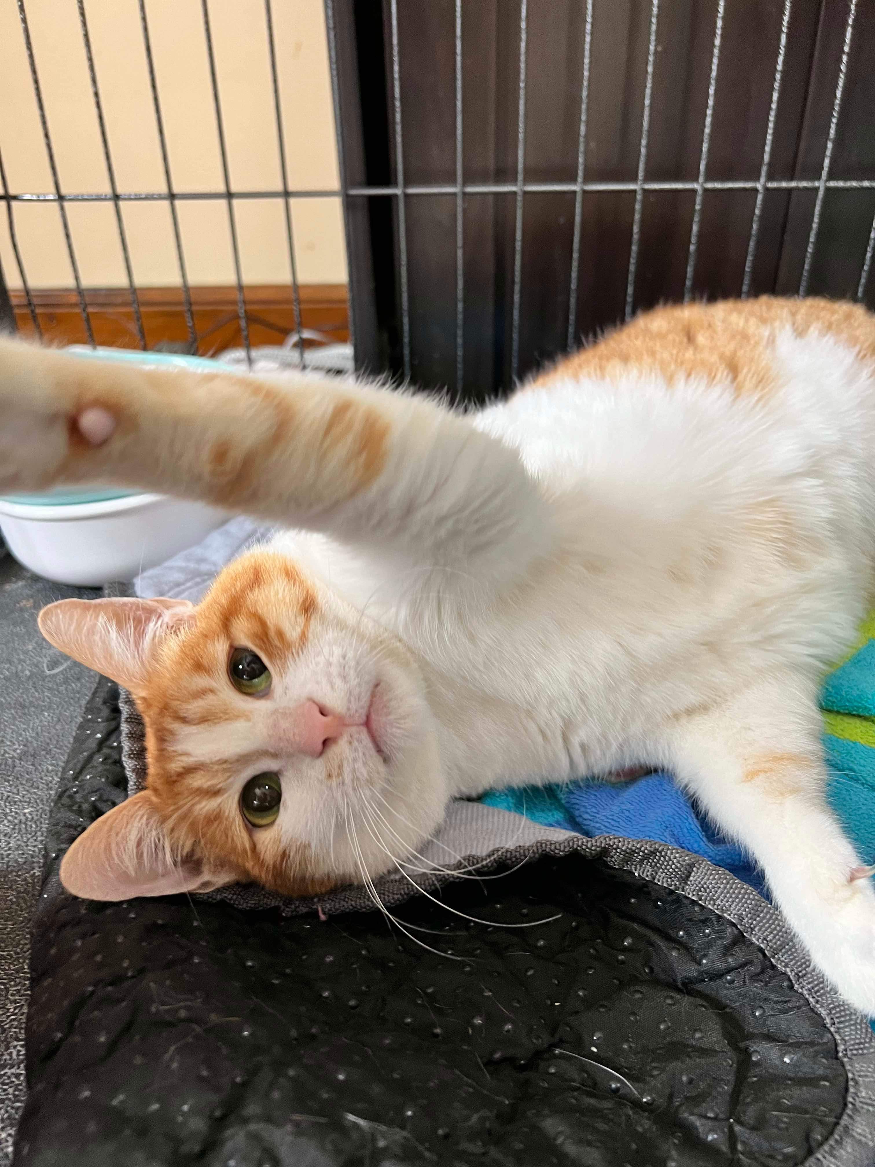 Enlarge Chloe (rear paralysis), a Adoptable Egyptian Mau in Naperville , IL image 2/6