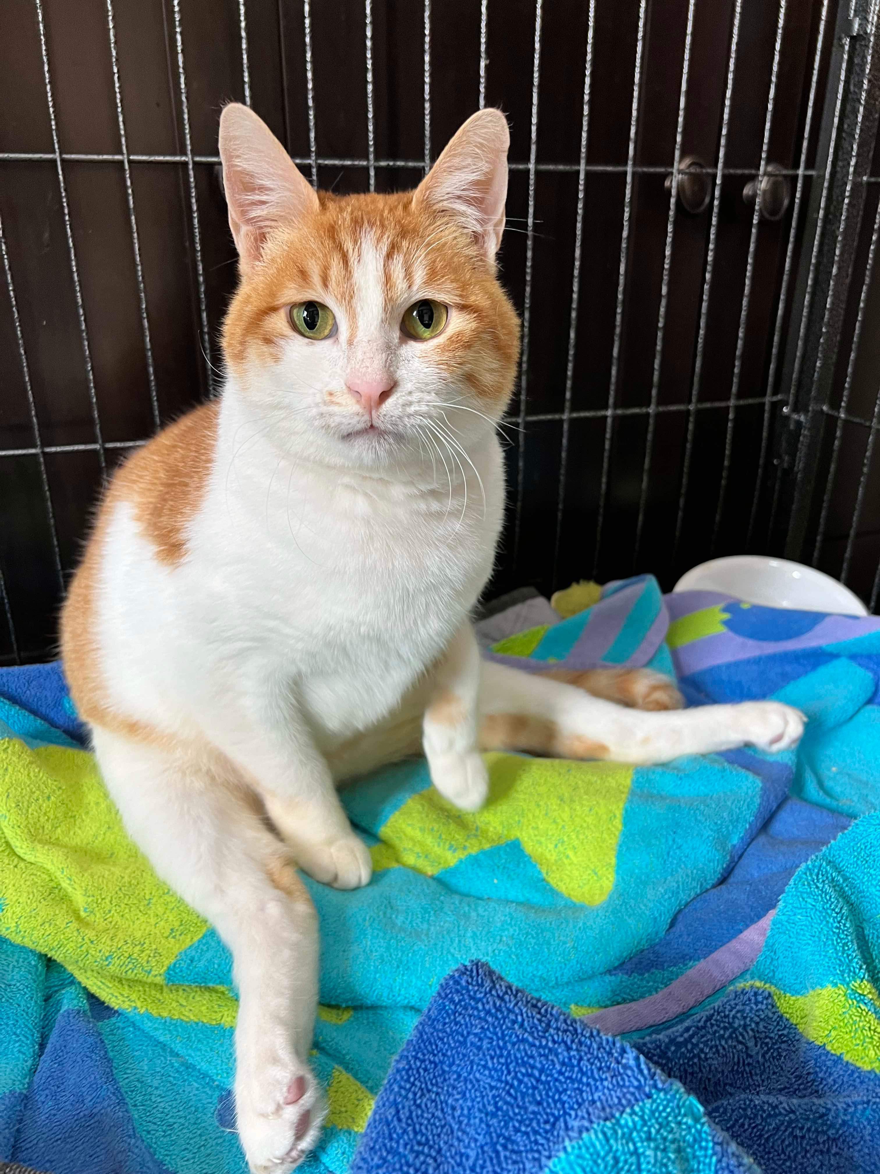 Enlarge Chloe (rear paralysis), a Adoptable Egyptian Mau in Naperville , IL image 6/6