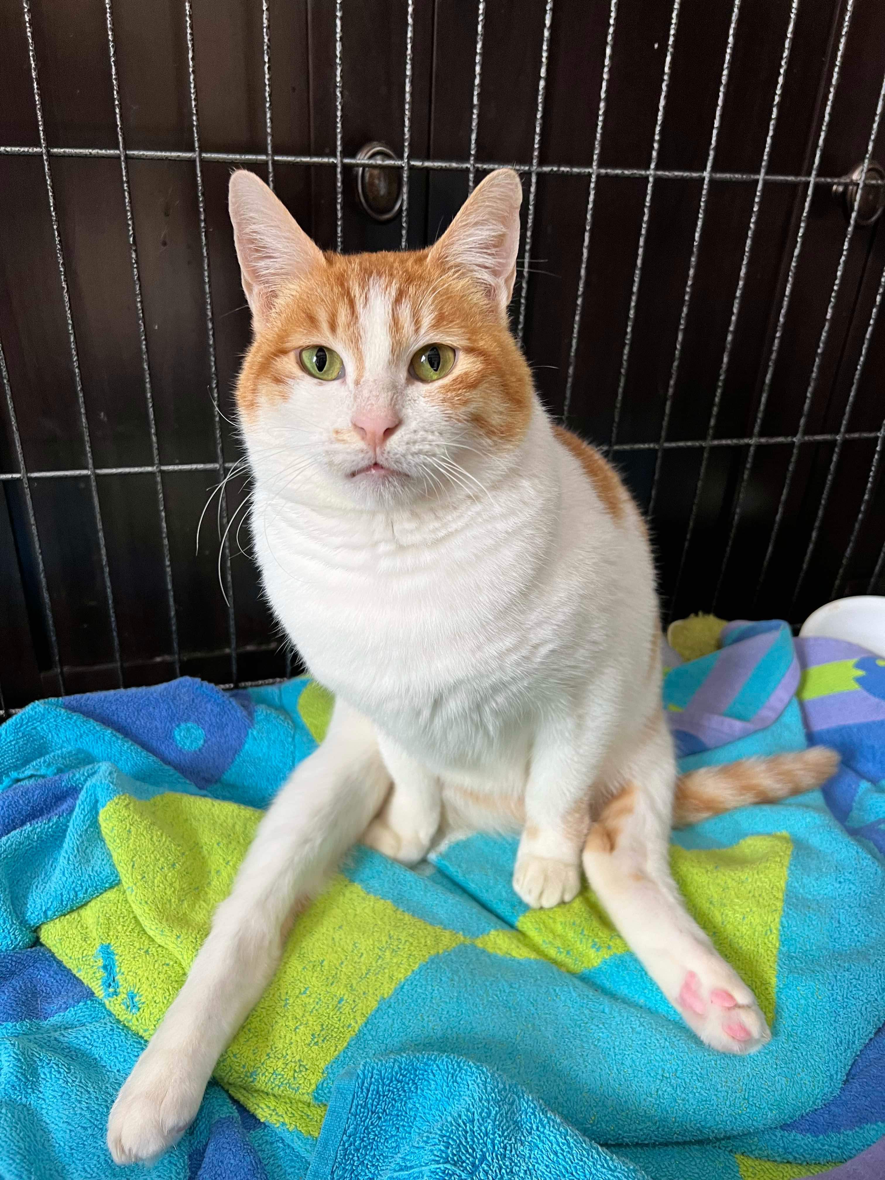 Enlarge Chloe (rear paralysis), a Adoptable Egyptian Mau in Naperville , IL image 4/6
