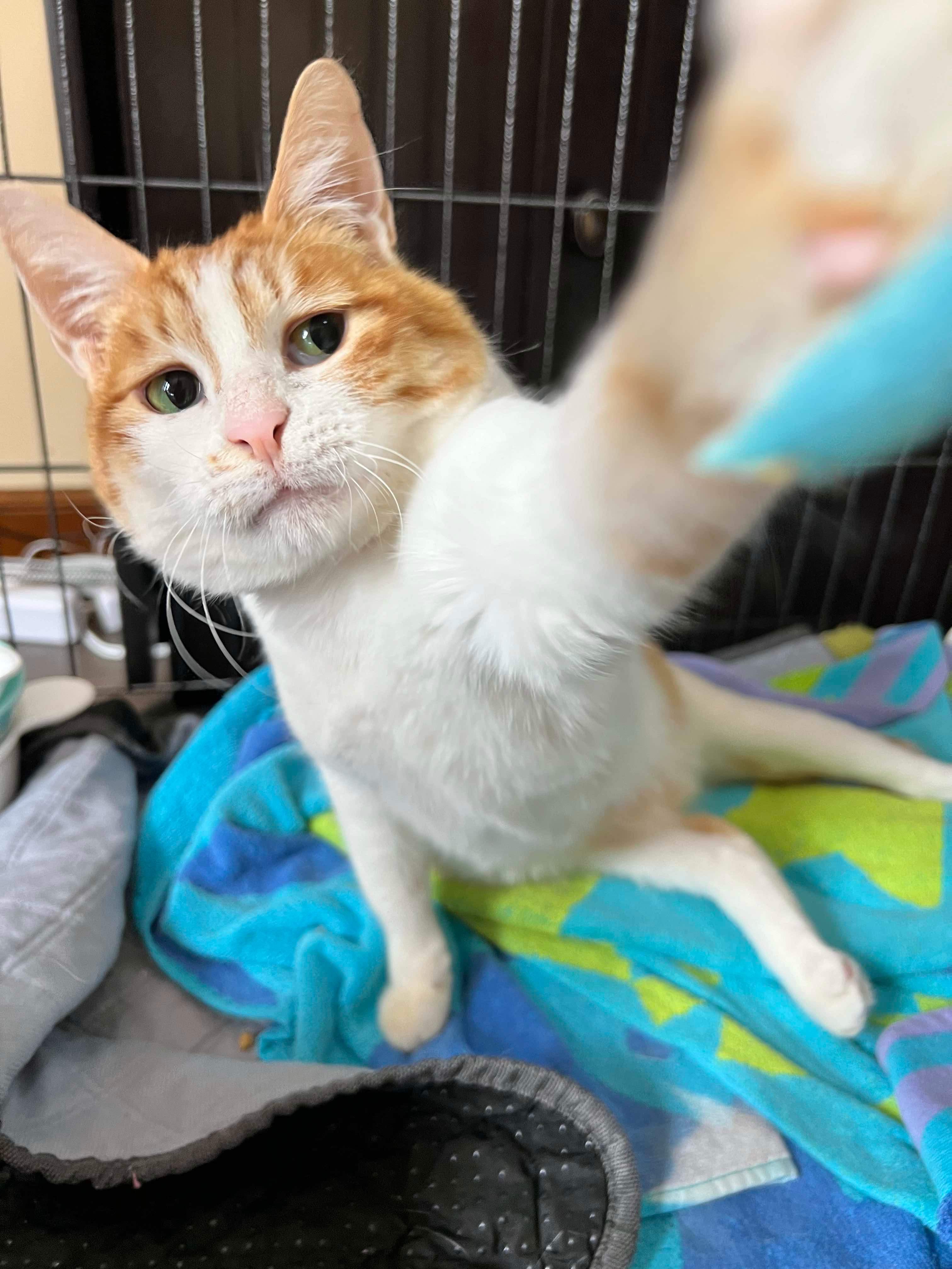 Enlarge Chloe (rear paralysis), a Adoptable Egyptian Mau in Naperville , IL image 5/6