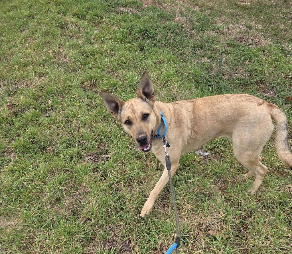 Mae, Adoptable, Young Female German Shepherd Dog & Labrador Retriever.