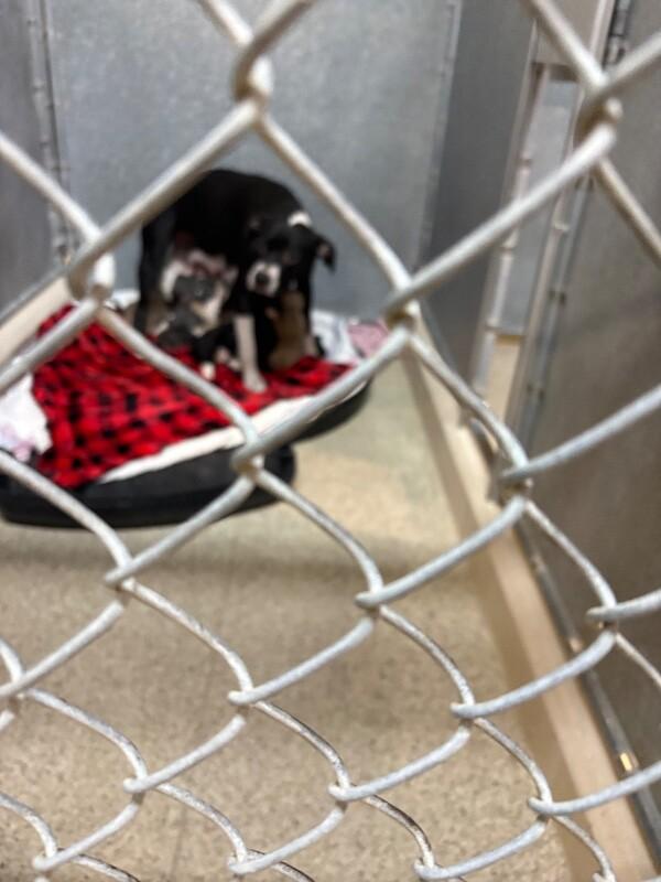 Sadie May, Adoptable, Adult Female Pit Bull Terrier & Mixed Breed.
