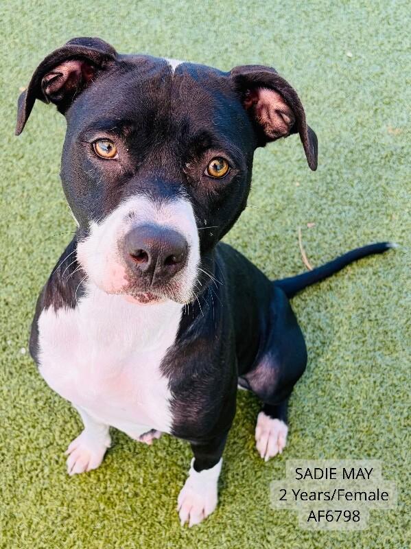 Sadie May, a Adoptable mixed breed in Supply, NC image 2/2