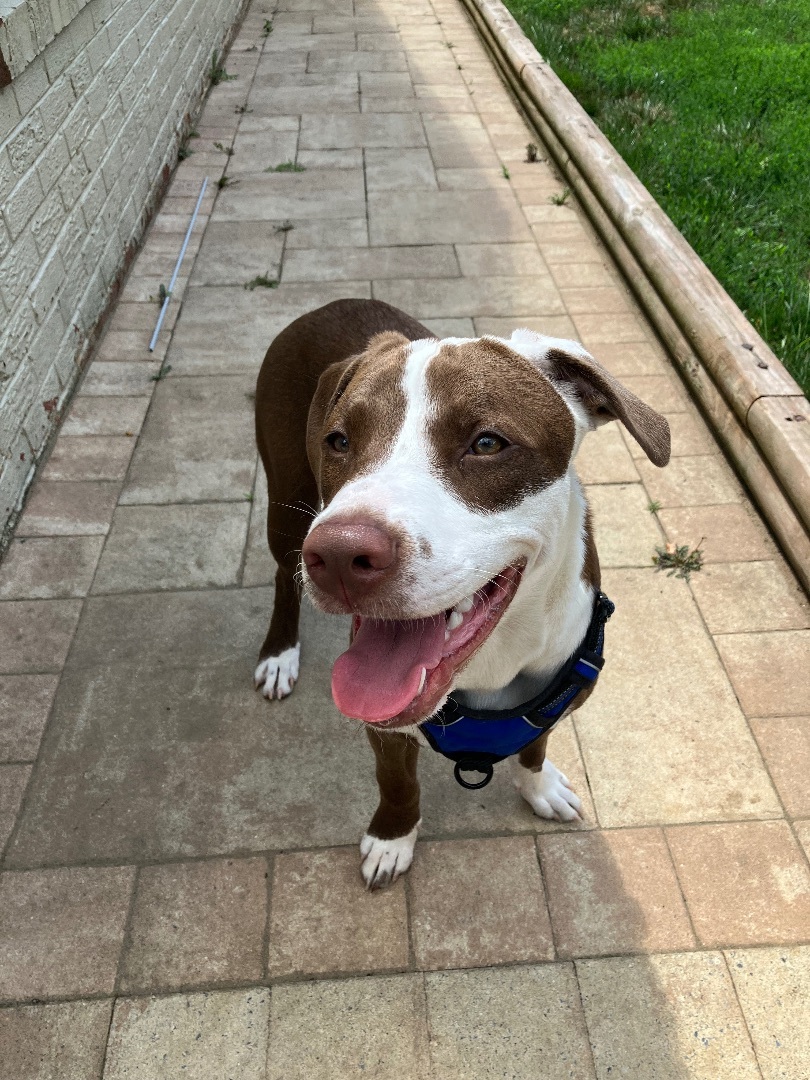 Peanut, Adopted, Young Female Labrador Retriever.