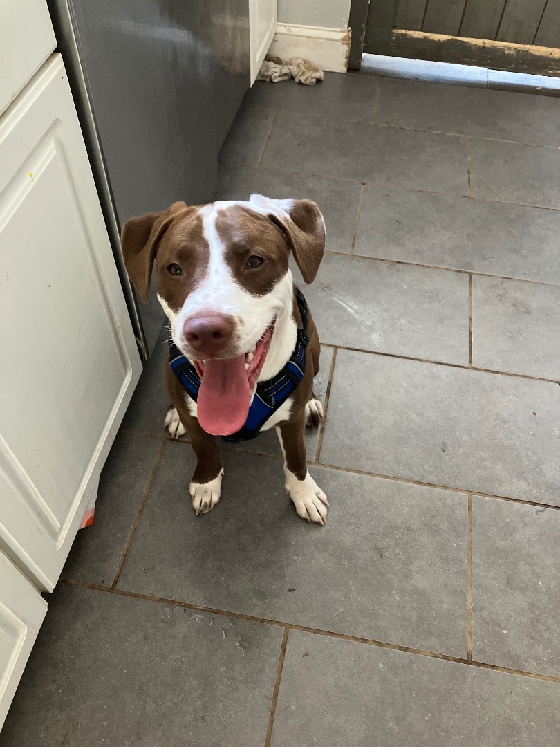 Peanut, a Adopted Labrador Retriever in Annandale, VA image 2/12