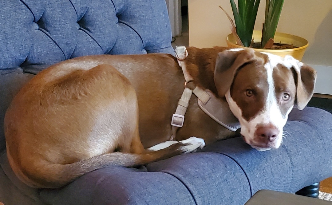 Peanut, a Adopted Labrador Retriever in Annandale, VA image 3/12