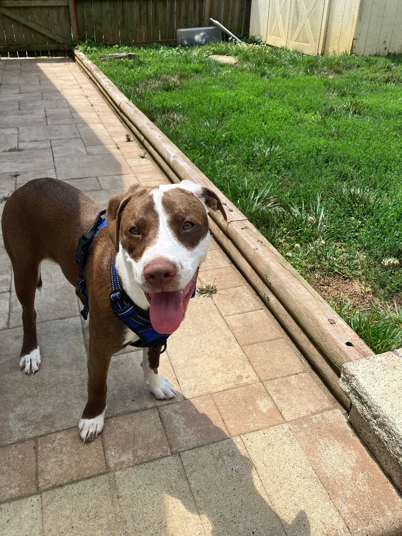 Peanut, a Adopted Labrador Retriever in Annandale, VA image 4/12
