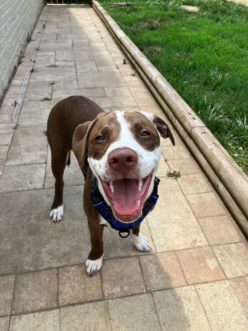 Peanut, a Adopted Labrador Retriever in Annandale, VA image 5/12
