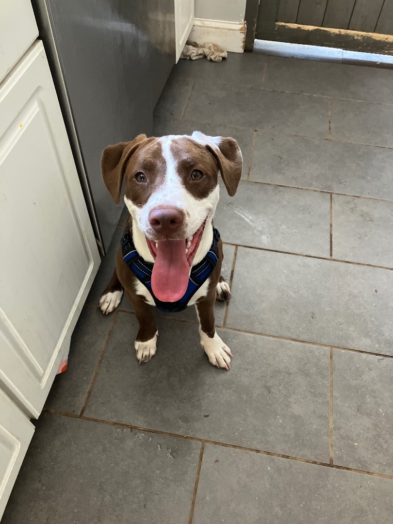 Peanut, a Adopted Labrador Retriever in Annandale, VA image 6/12