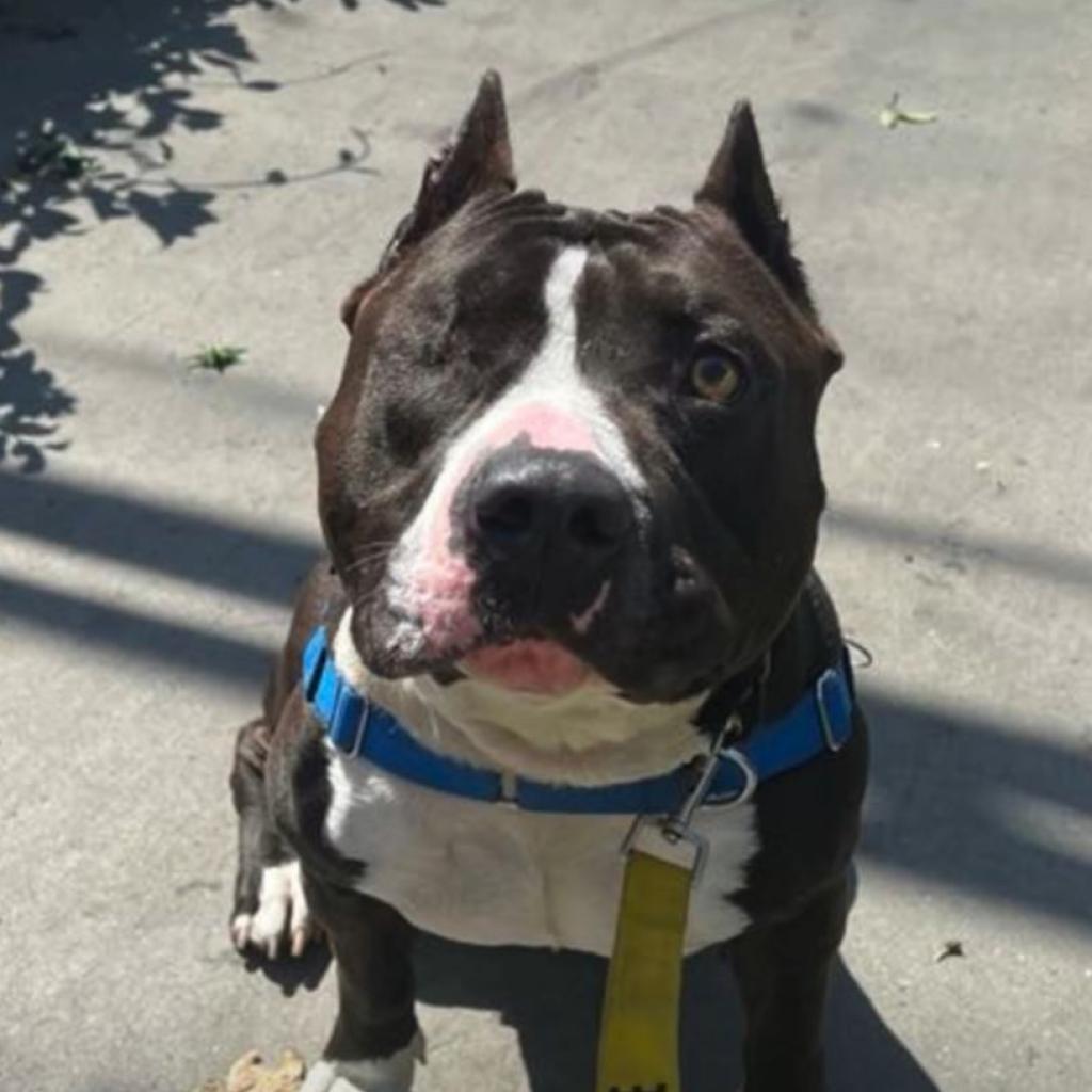 Sam, Adoptable, Adult Male American Staffordshire Terrier.