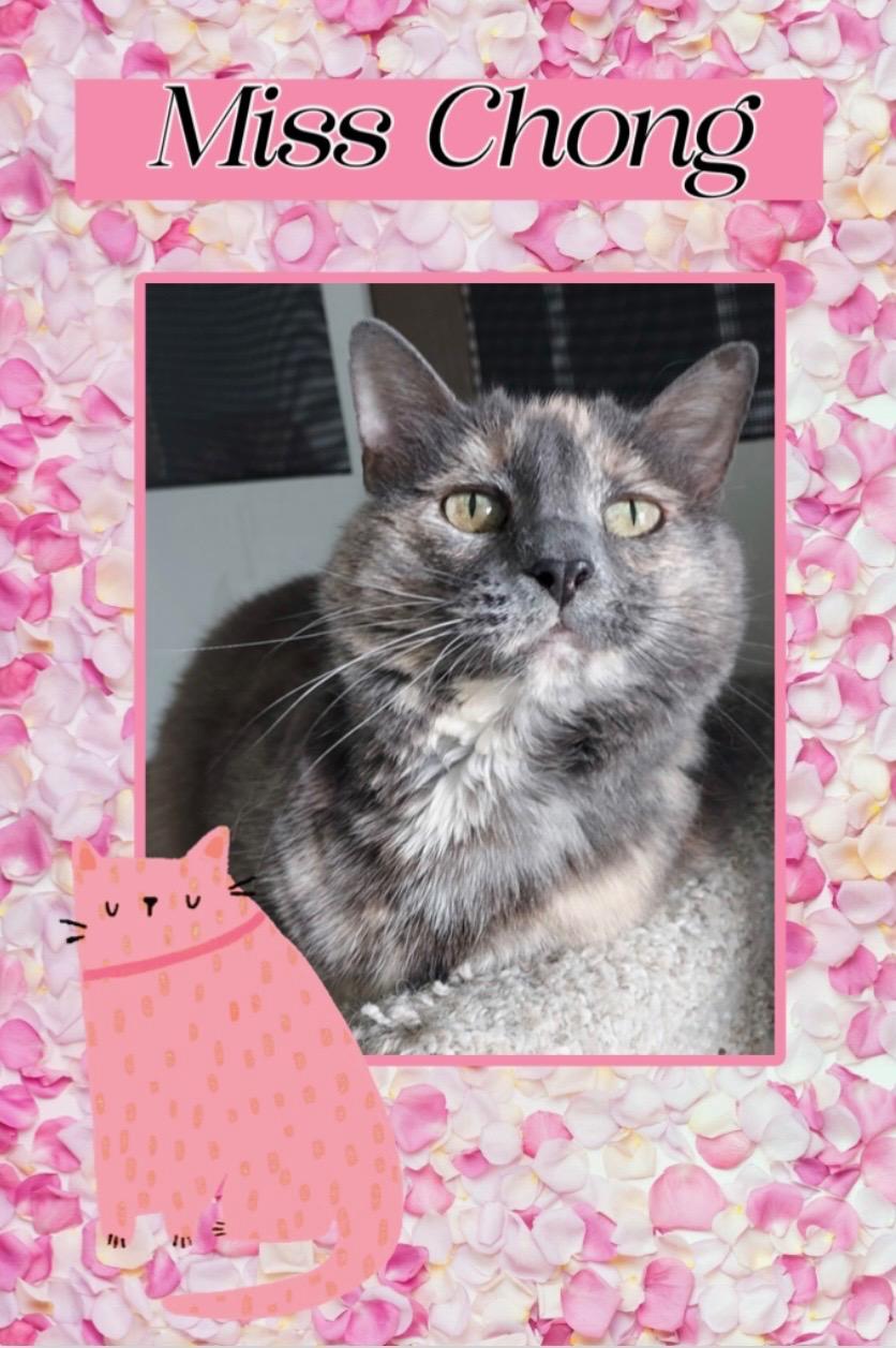 Chong, ADOPTABLE, Adult Female Domestic Short Hair.