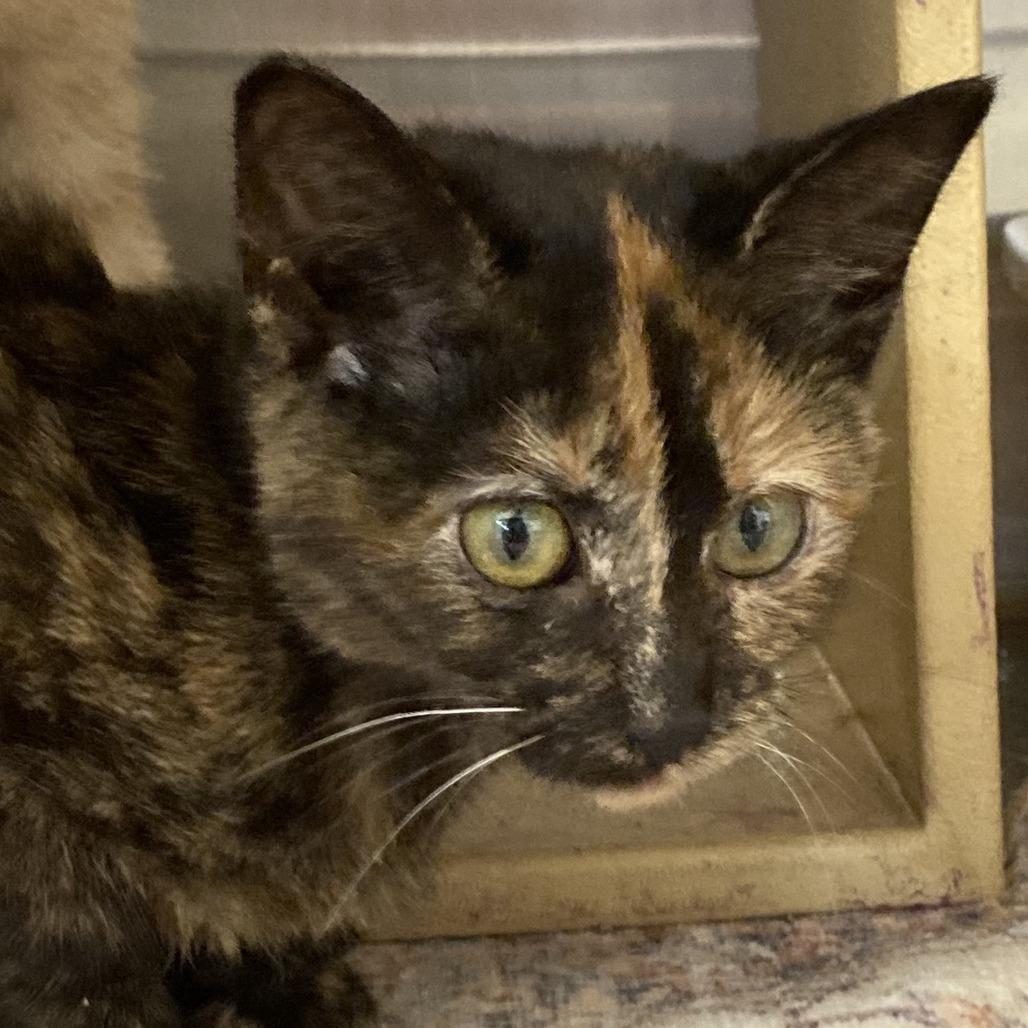 Pheobe, Adoptable, Kitten Female Domestic Short Hair.