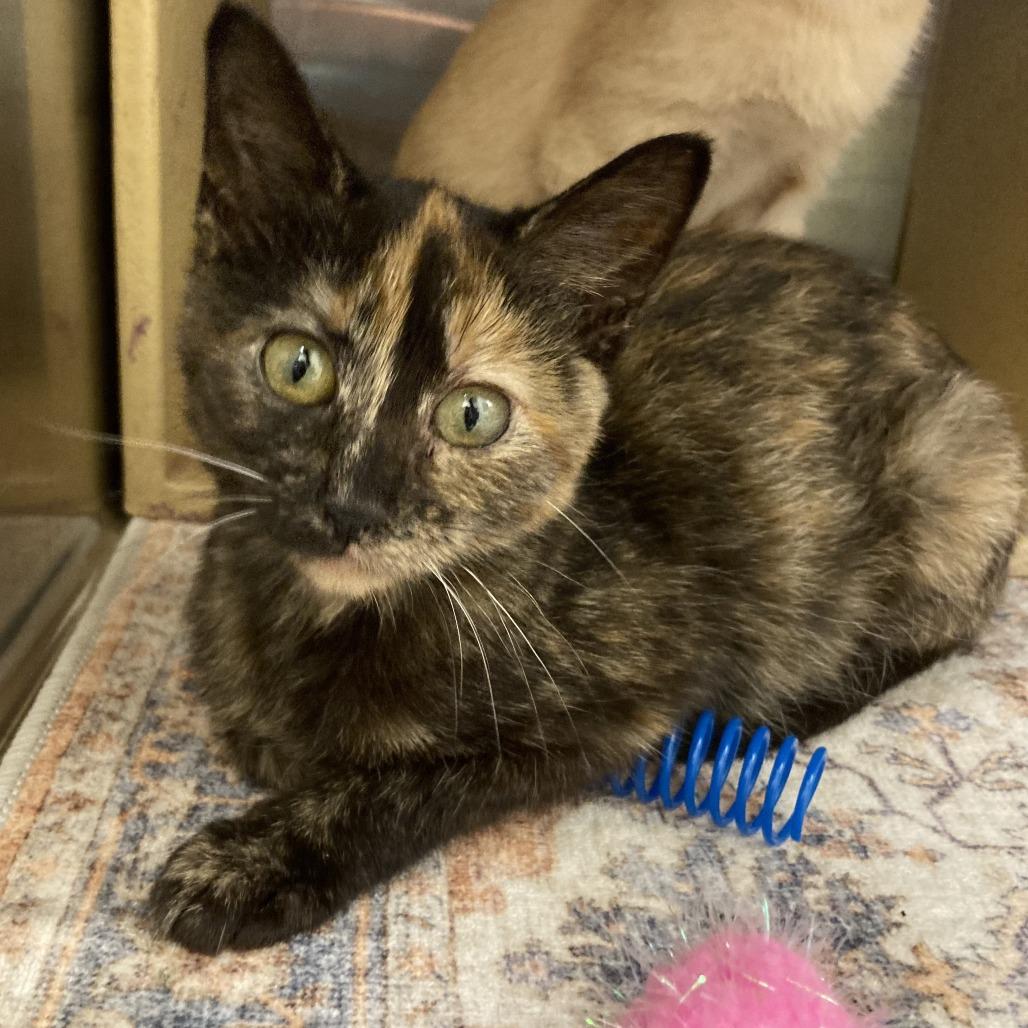 Enlarge Pheobe, a Adoptable Domestic Short Hair in Springfield, IL image 2/2