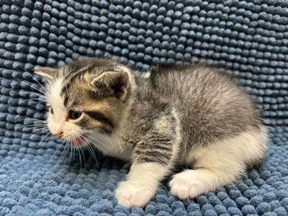 PB Fudge, Adoptable, Kitten Male Domestic Short Hair & Domestic Short Hair.