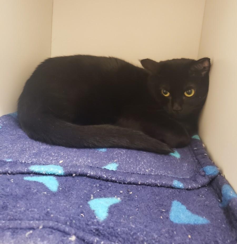 Enlarge BARONESS, a Adoptable mixed breed in HEMET, CA image 2/6