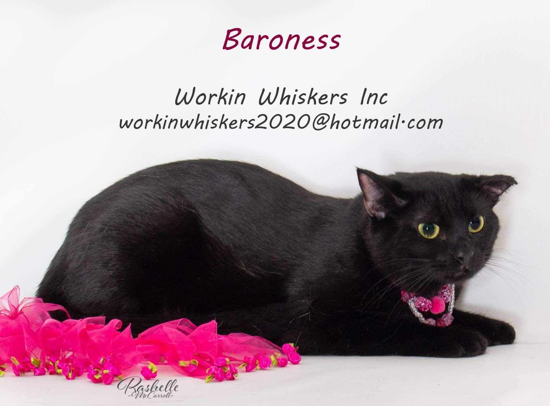 Enlarge BARONESS, a Adoptable mixed breed in HEMET, CA image 1/6
