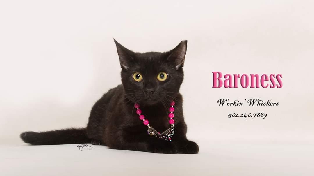 Enlarge BARONESS, a Adoptable mixed breed in HEMET, CA image 4/6