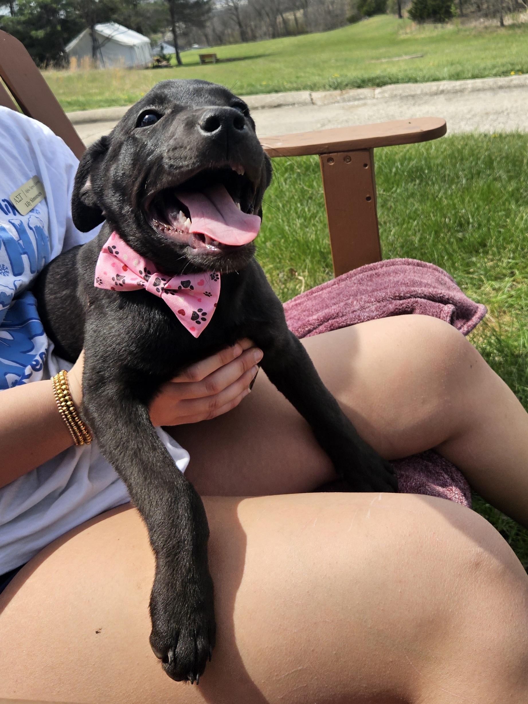 Ellie, Adoptable, Puppy Female Black Labrador Retriever.