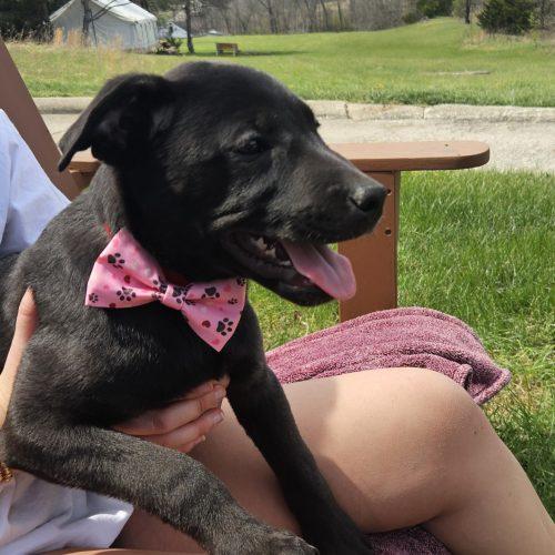 Enlarge Ellie, a Adoptable Black Labrador Retriever in Kirksville, MO image 2/2