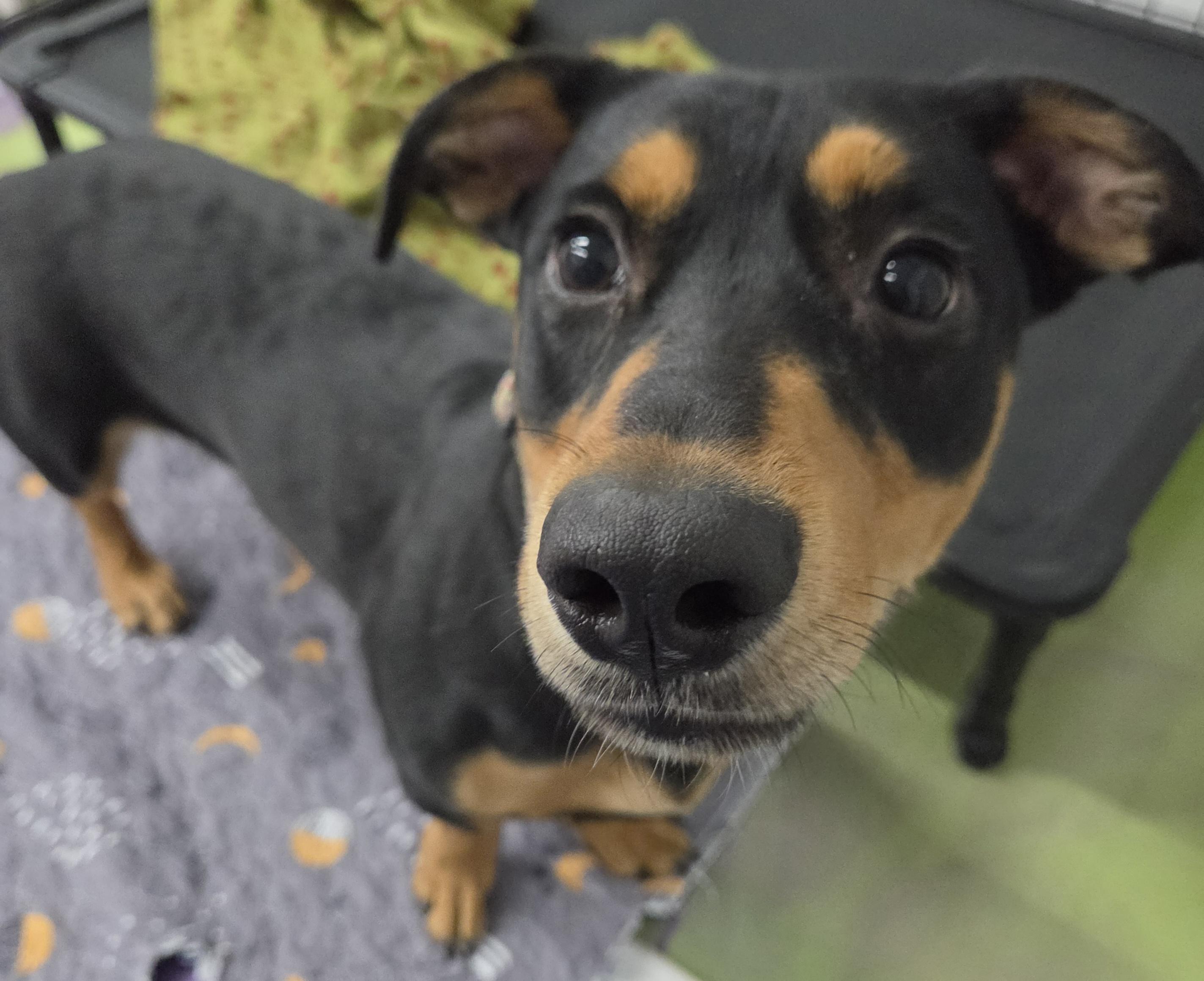 Enlarge Aurora, a Adoptable mixed breed in Anna, IL image 4/5
