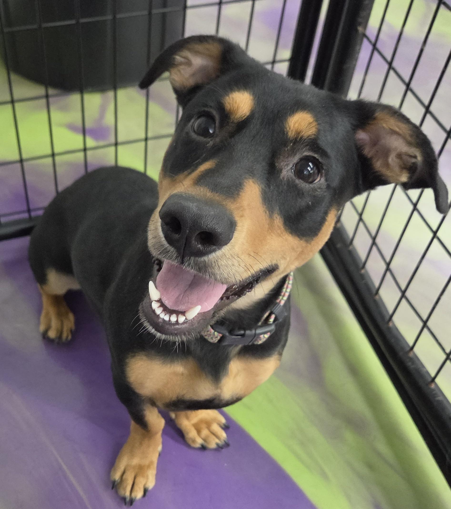Enlarge Aurora, a Adoptable mixed breed in Anna, IL image 1/5