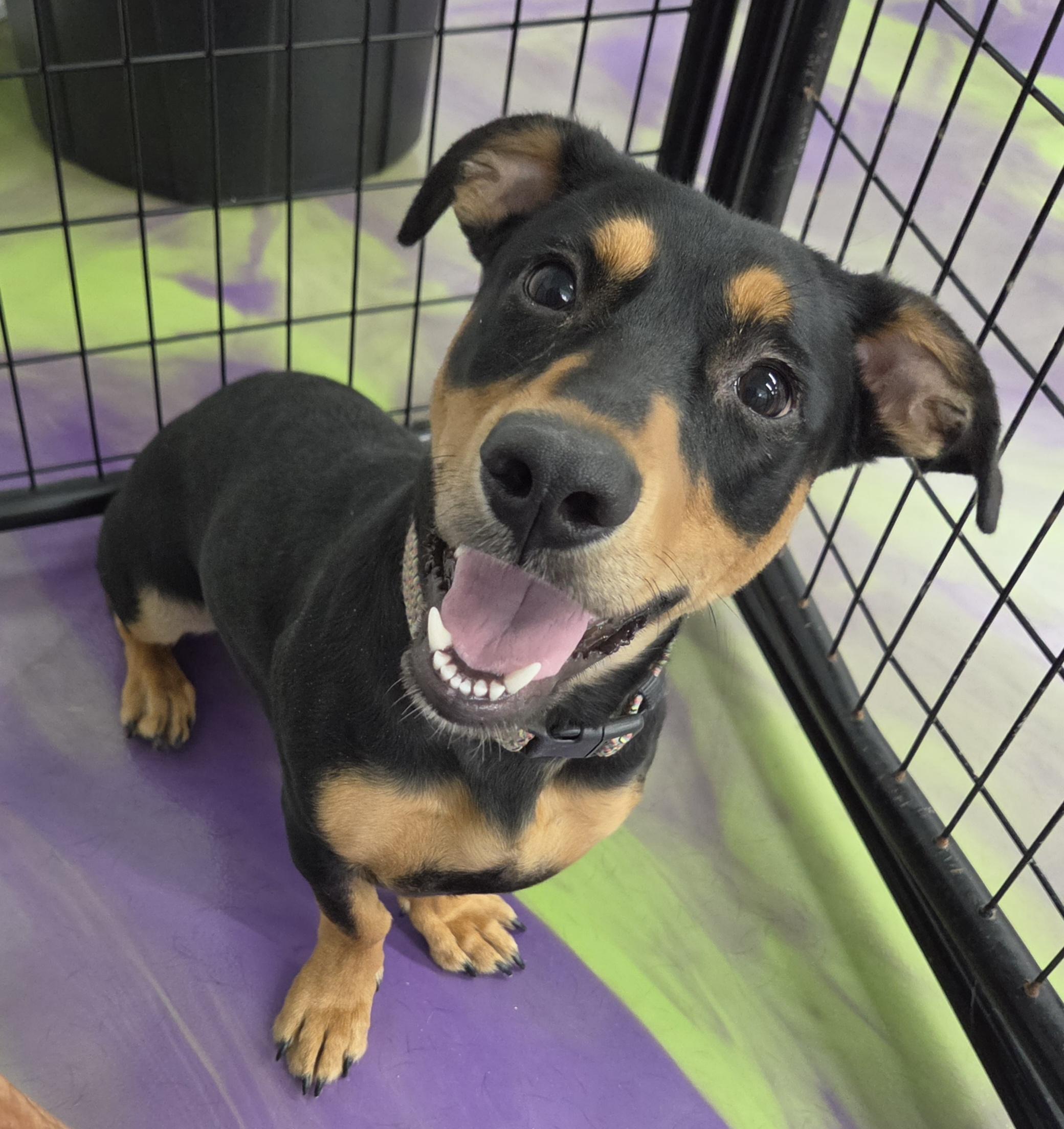 Enlarge Aurora, a Adoptable mixed breed in Anna, IL image 5/5