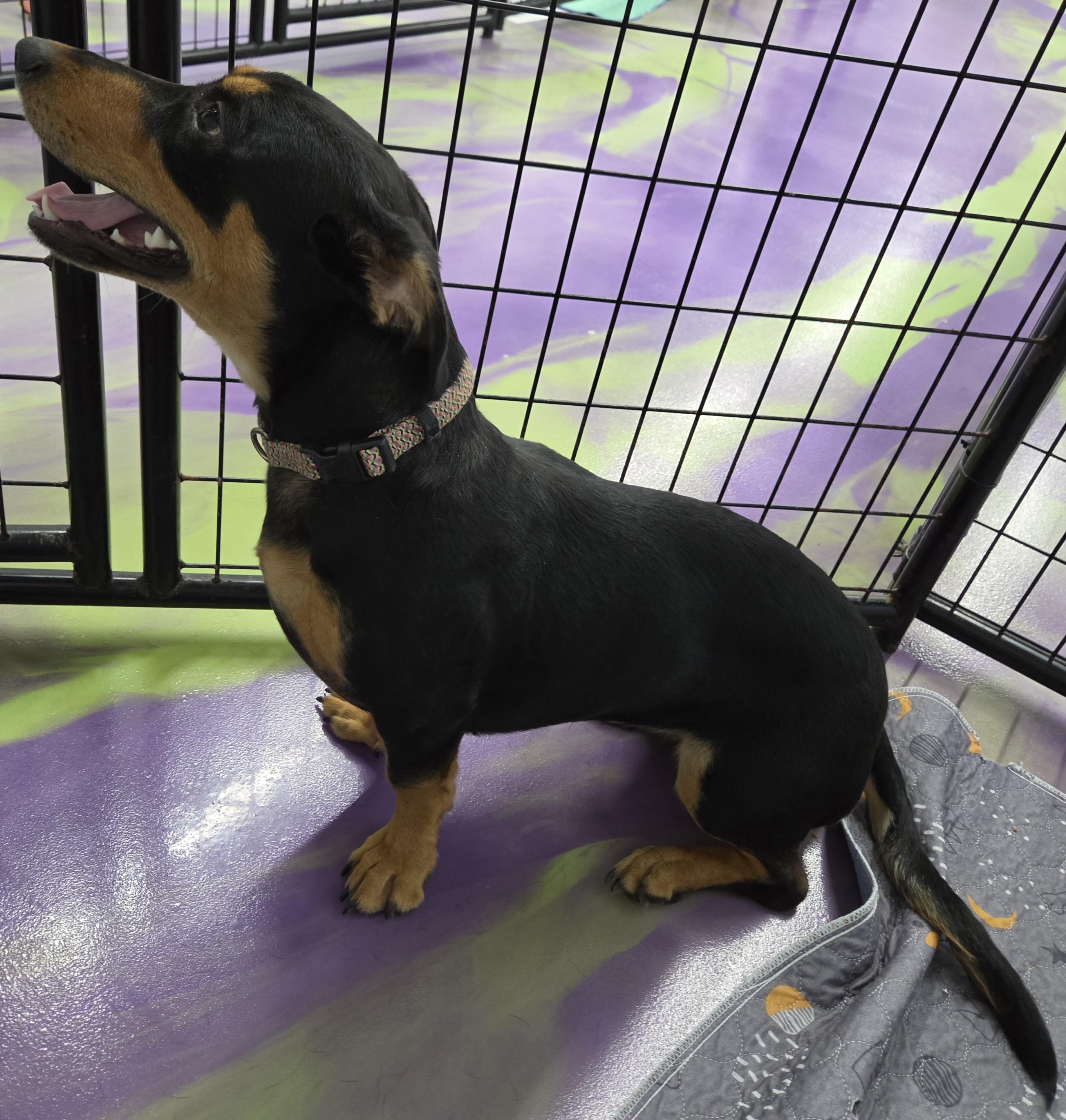 Enlarge Aurora, a Adoptable mixed breed in Anna, IL image 2/5