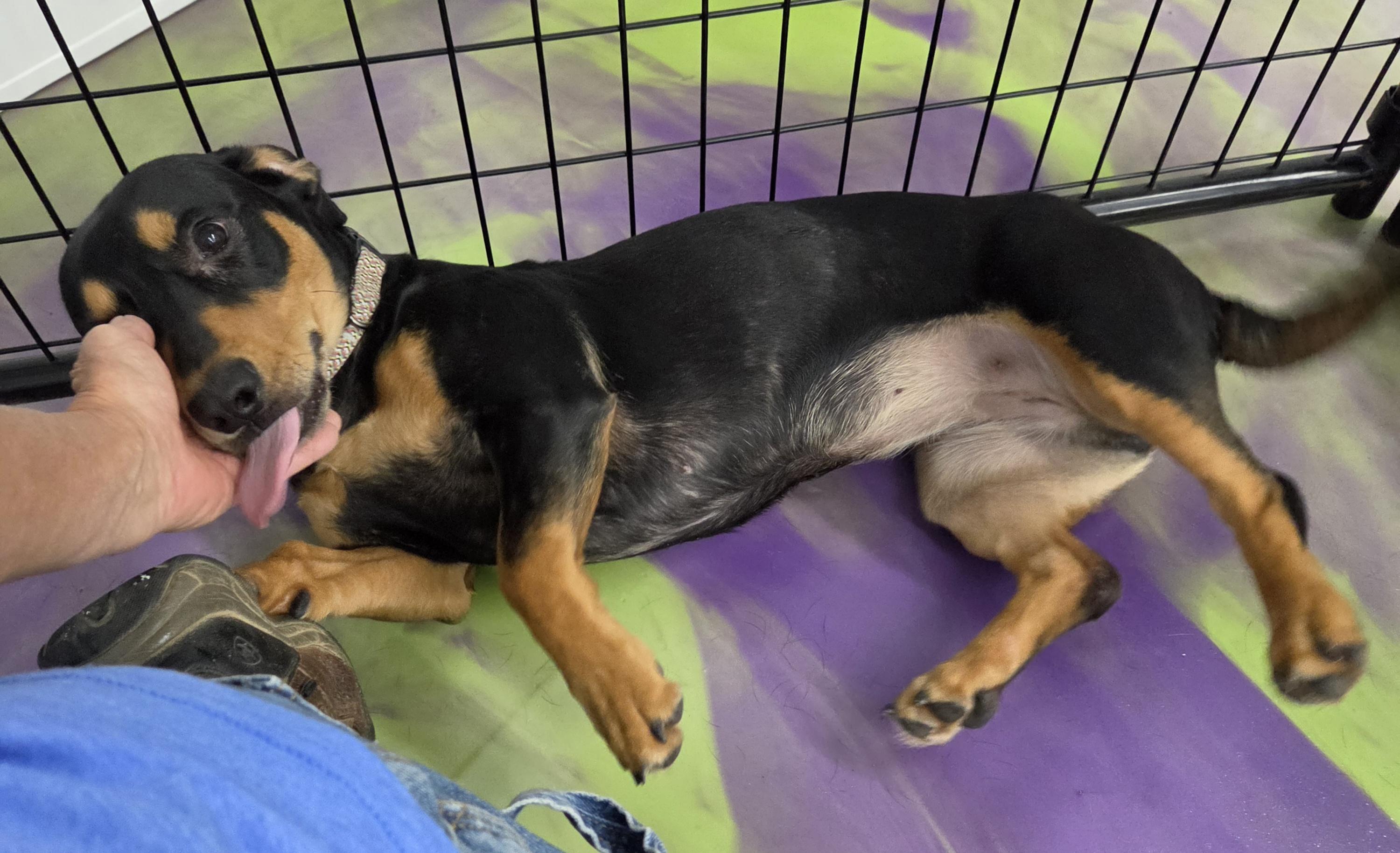 Enlarge Aurora, a Adoptable mixed breed in Anna, IL image 3/5