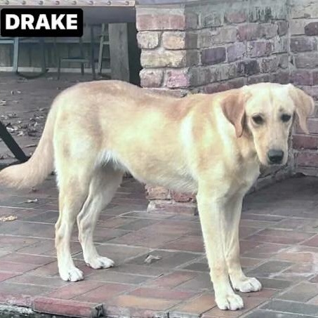 Enlarge DRAKE (KERI), a ADOPTABLE Yellow Labrador Retriever in Bethpage, NY image 2/3