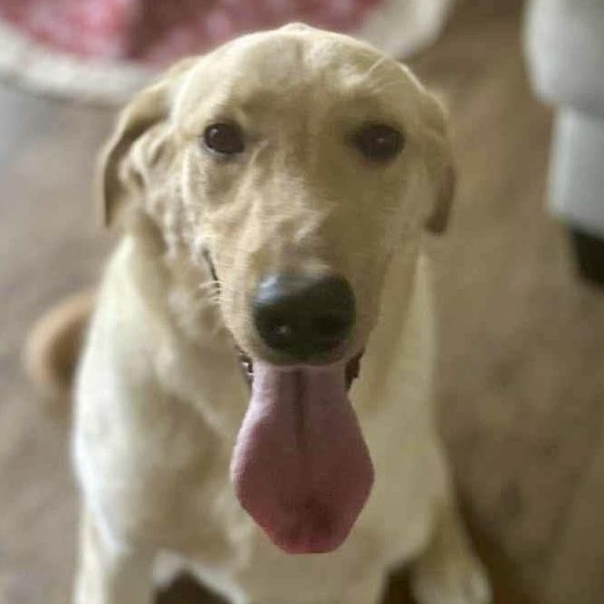 Enlarge DRAKE (KERI), a ADOPTABLE Yellow Labrador Retriever in Bethpage, NY image 3/3