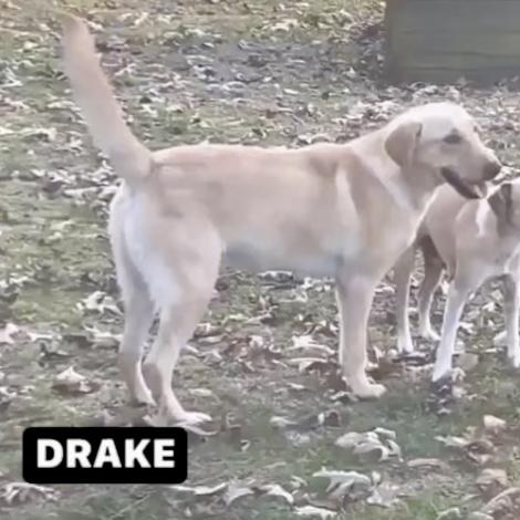DRAKE (KERI), ADOPTABLE, Young Male Yellow Labrador Retriever.