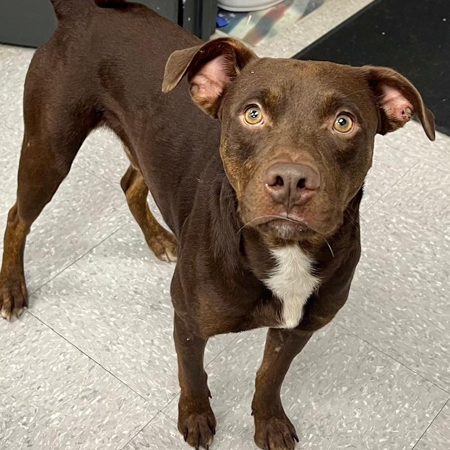 Enlarge Brownie, a Adoptable mixed breed in Edinburg, VA image 1/3