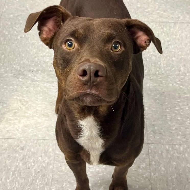 Enlarge Brownie, a Adoptable mixed breed in Edinburg, VA image 2/3