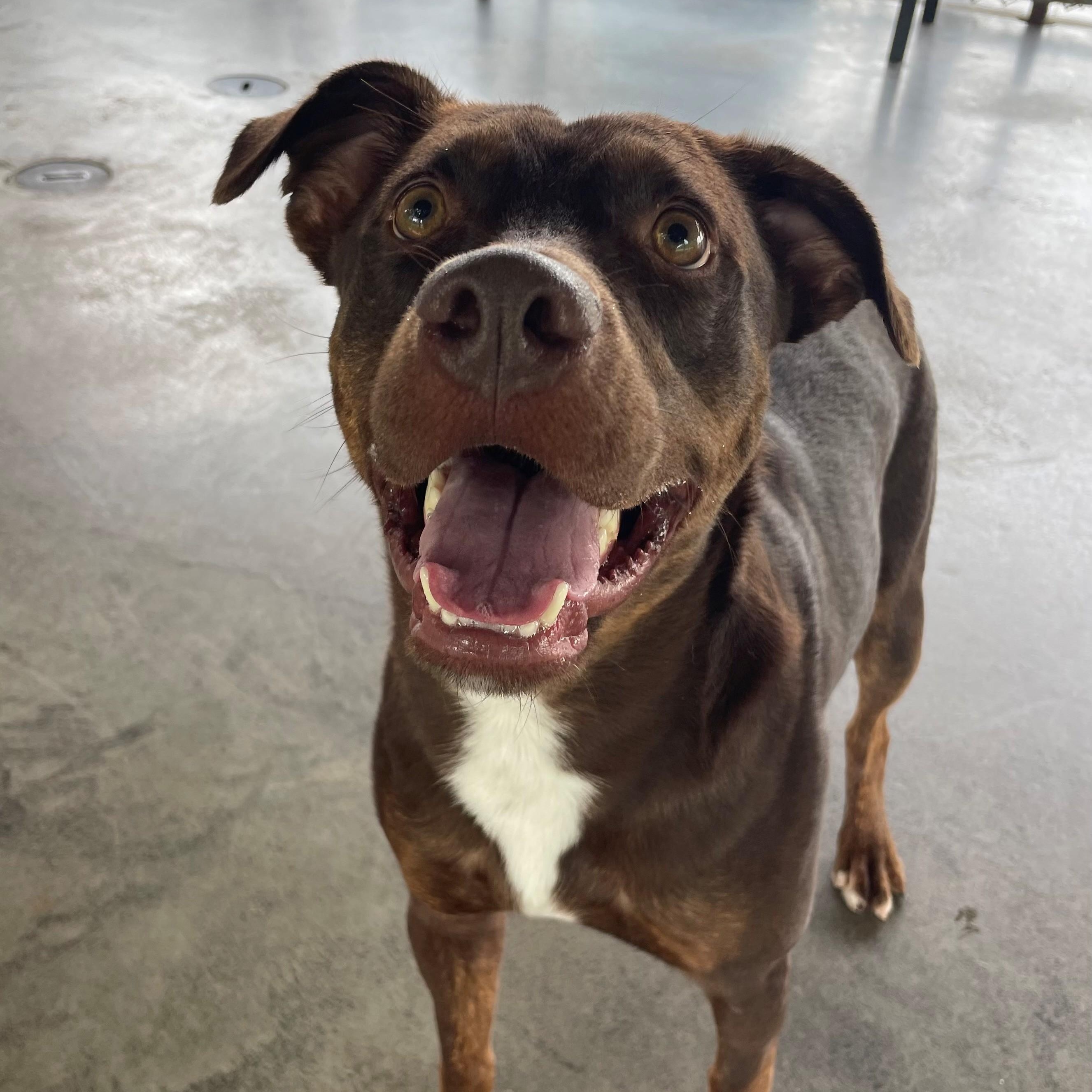 Brownie, Adoptable, Adult Male Pit Bull Terrier.