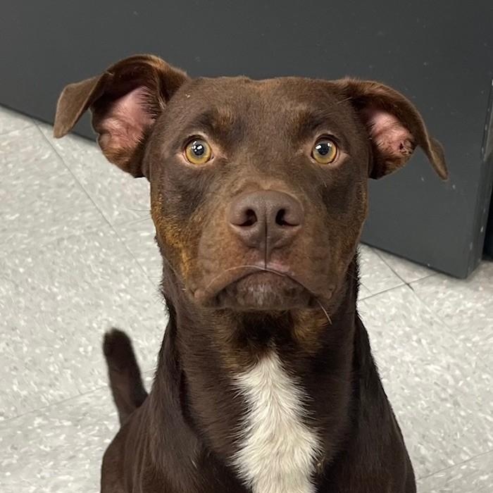 Enlarge Brownie, a Adoptable mixed breed in Edinburg, VA image 3/3