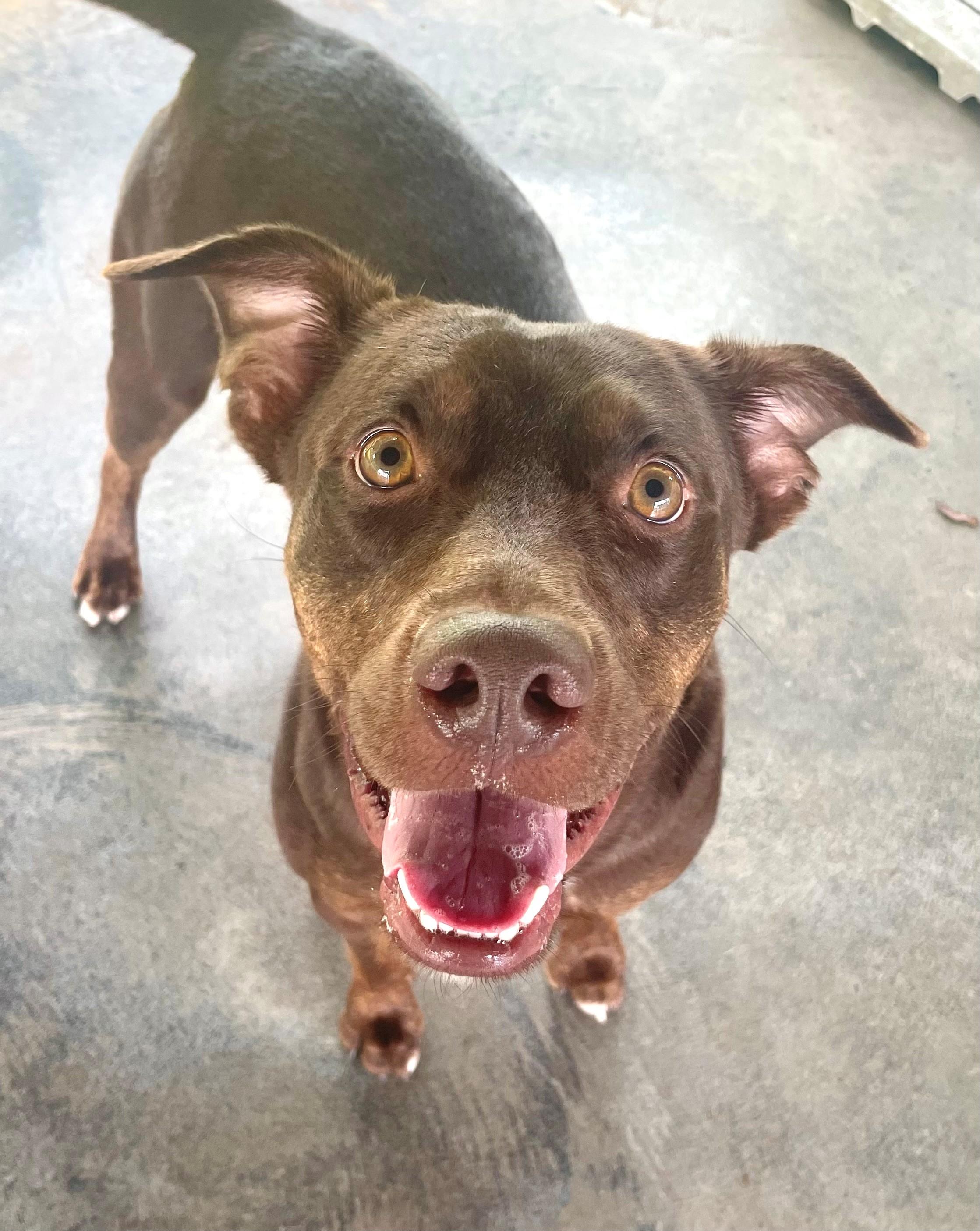 Brownie, a Adoptable mixed breed in Edinburg, VA image 2/2