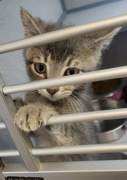 Enlarge Ross, an adopted Domestic Short Hair in Canon City, CO image 1/1